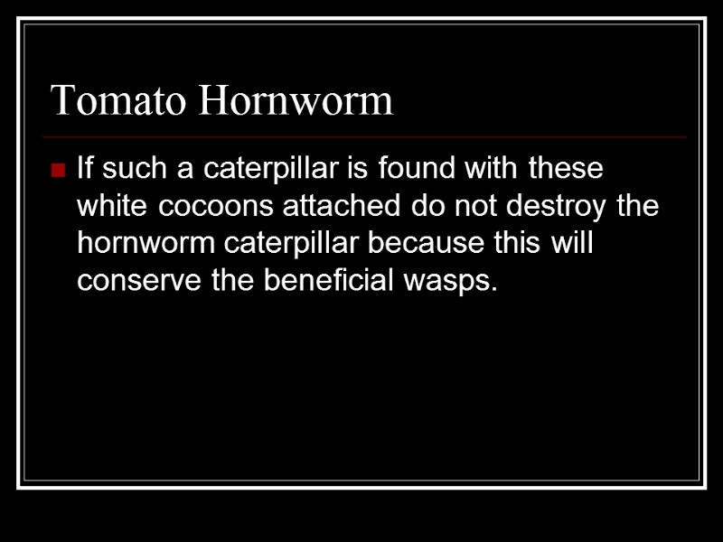 Tomato Hornworm If such a caterpillar is found with these white cocoons attached do